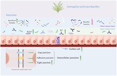 Astragalus polysaccharide: implication for intestinal barrier, anti-inflammation, and animal production
